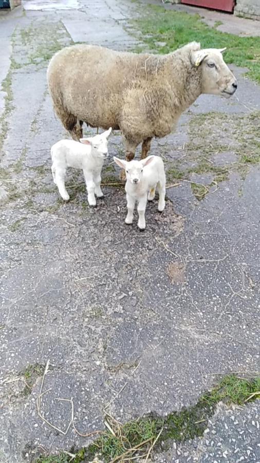 Conwy Pen Cefn Farm Holiday Abergele Luaran gambar